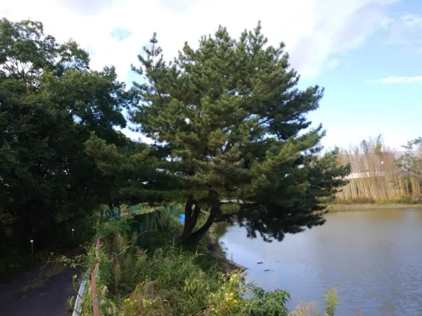 東海市にある高木を伐採しました🌳✨。