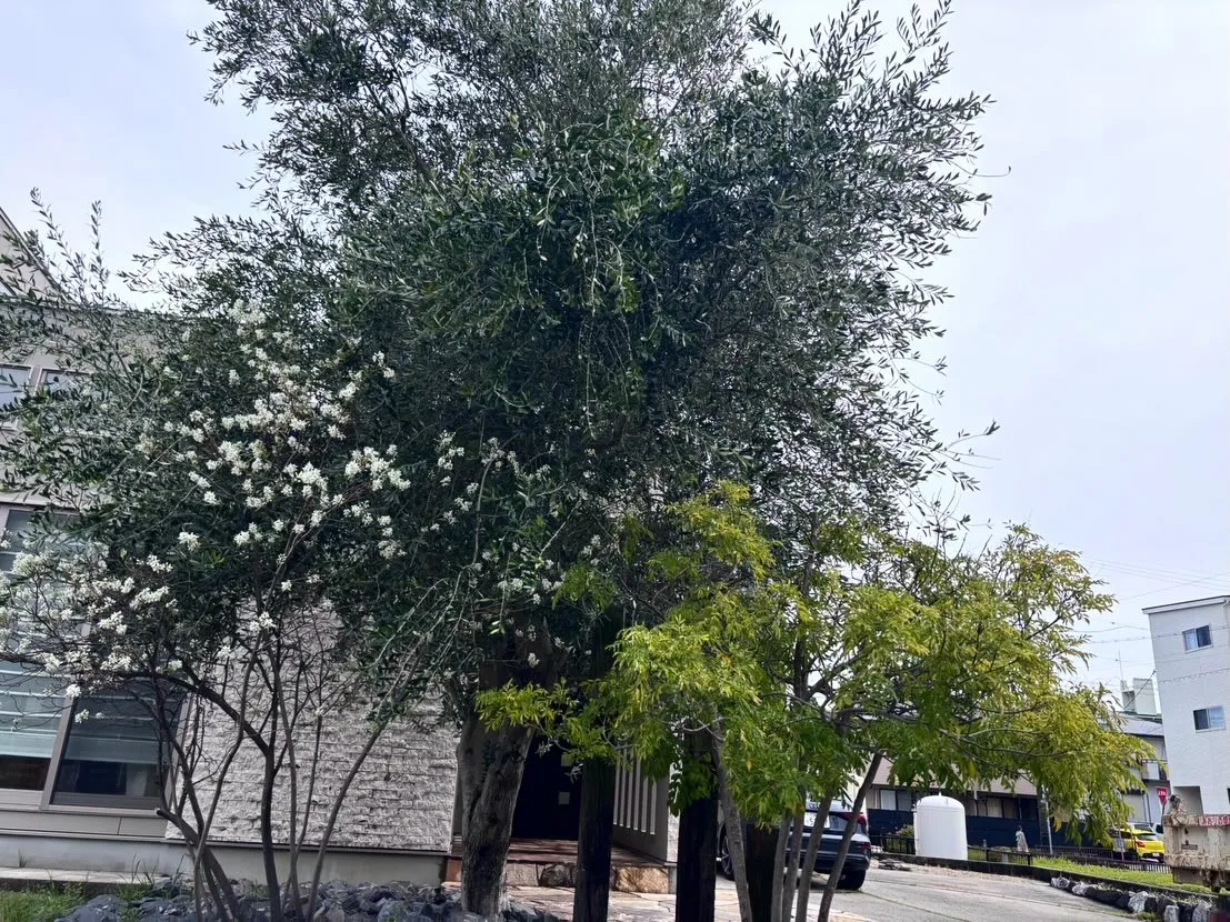 先日、個人のお宅より庭木の剪定のご依頼をいただき、お手伝いさ...