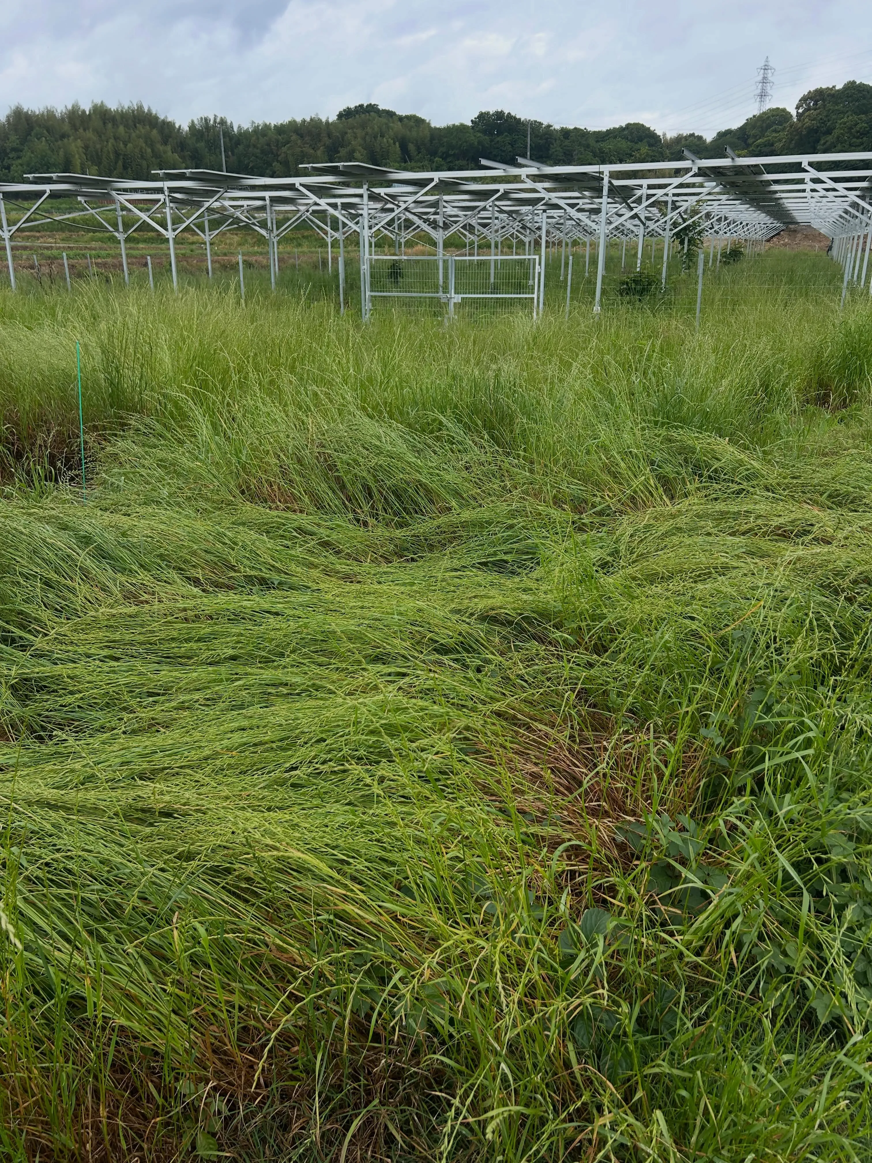 本日は阿久比町での作業を終え、景観が見違えるほど整いました。