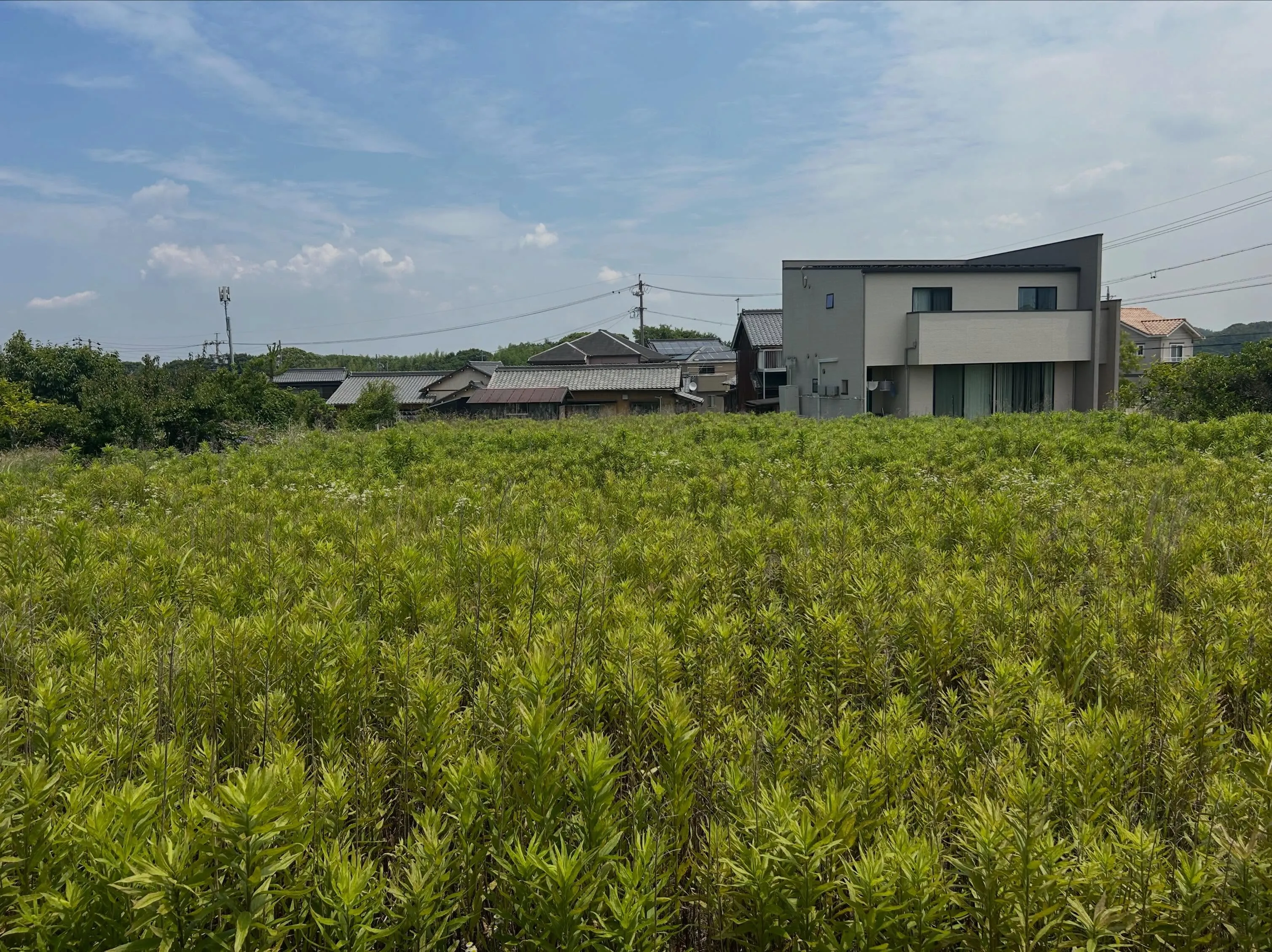 本日は常滑市にある畑の雑草を処理してほしいとご依頼をいただき...