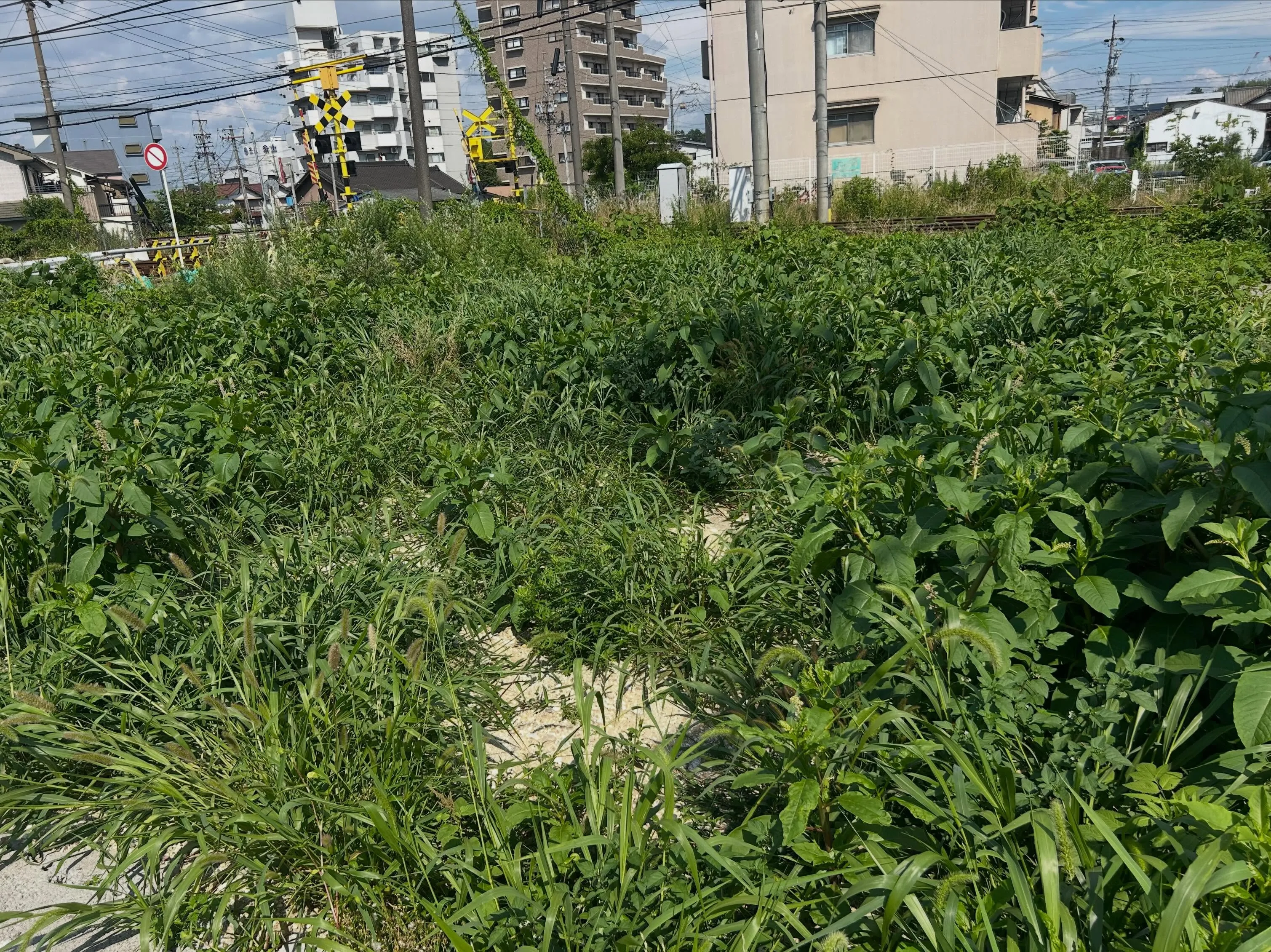 今年も東海市で始まった草刈り活動。