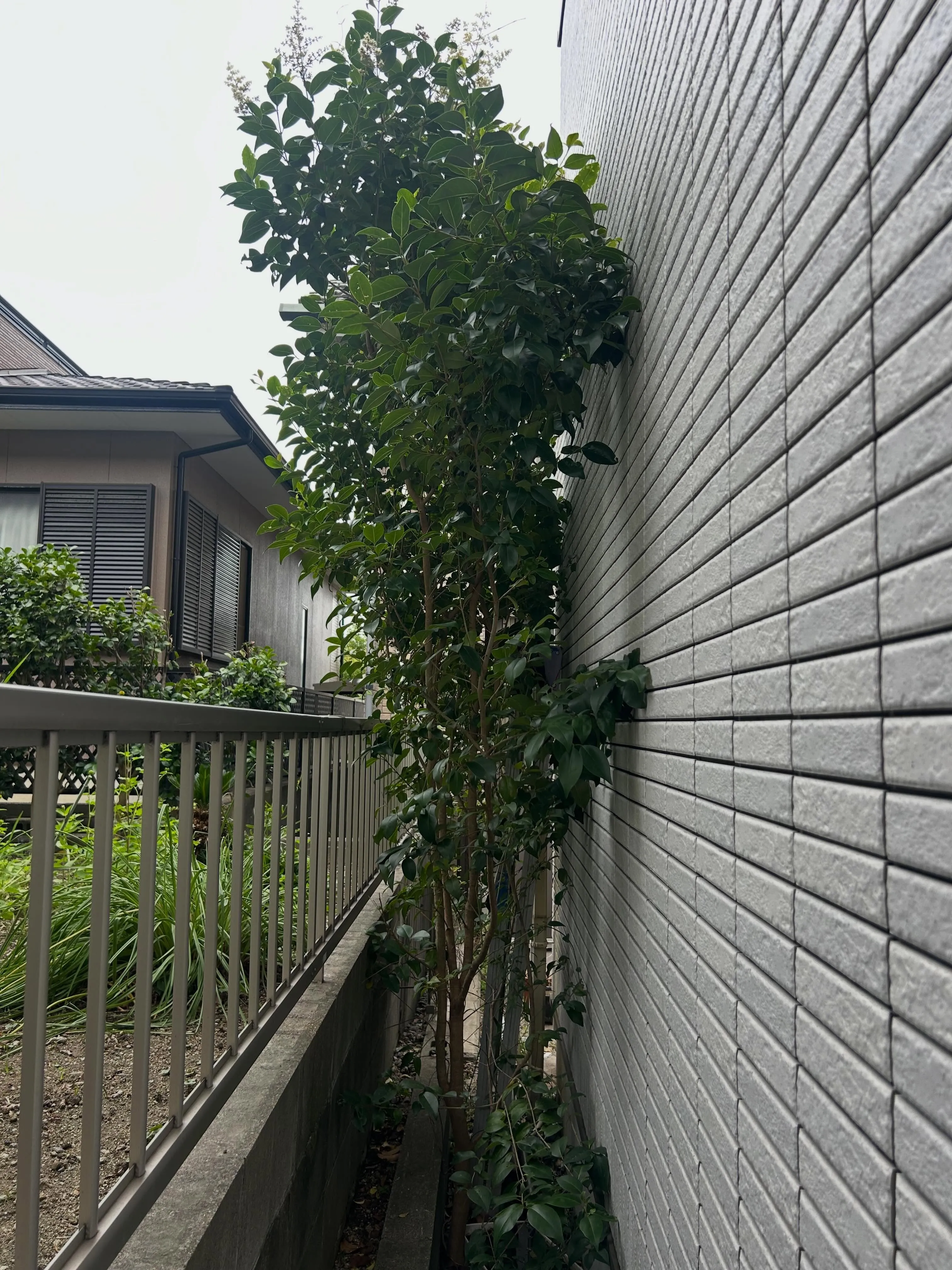 先日、知多市のお客様のお宅で、伐採と切り株の枯らす作業を行い...