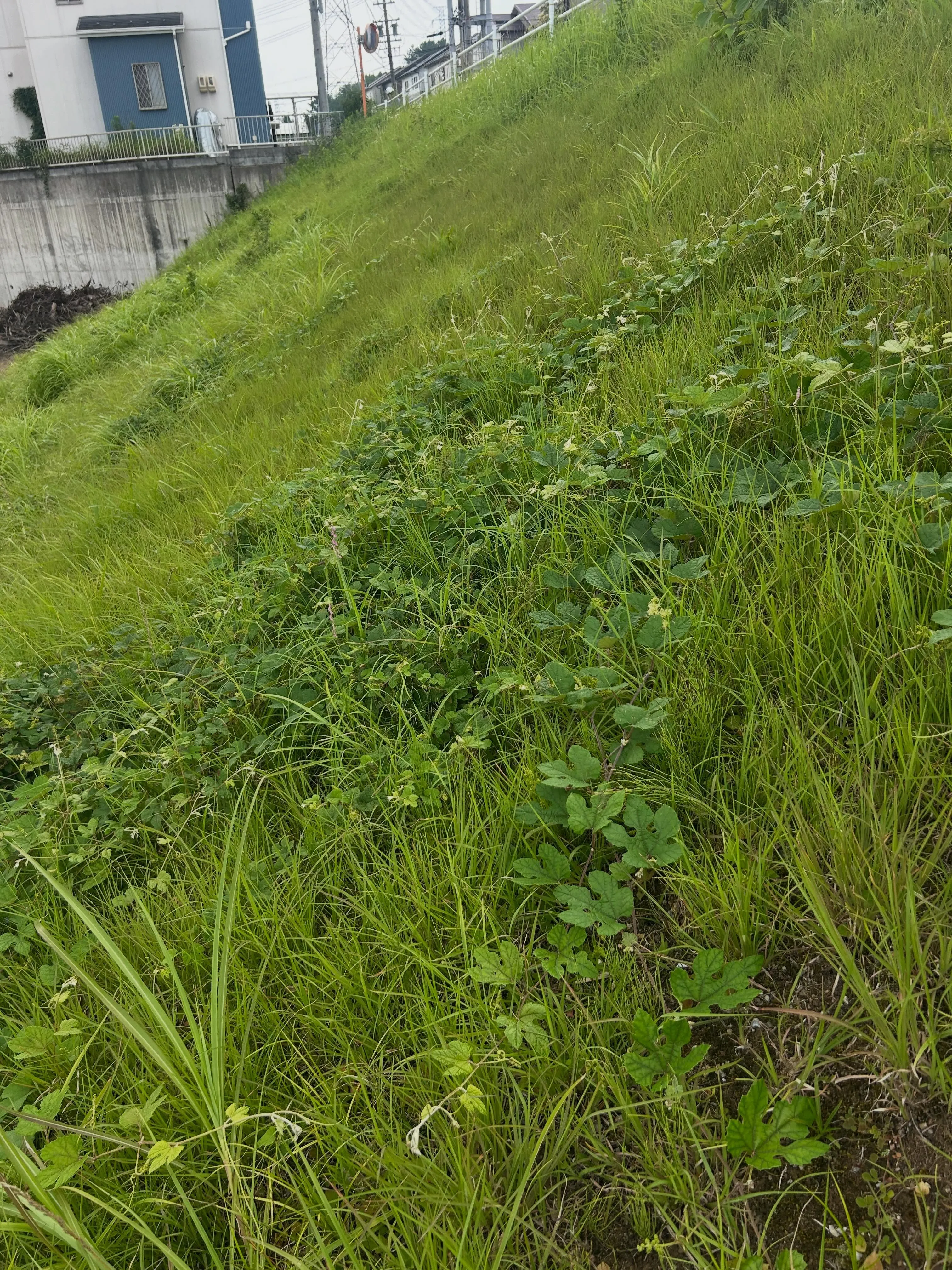 成長が早いこの季節、急な斜面でも草刈りが必要です。