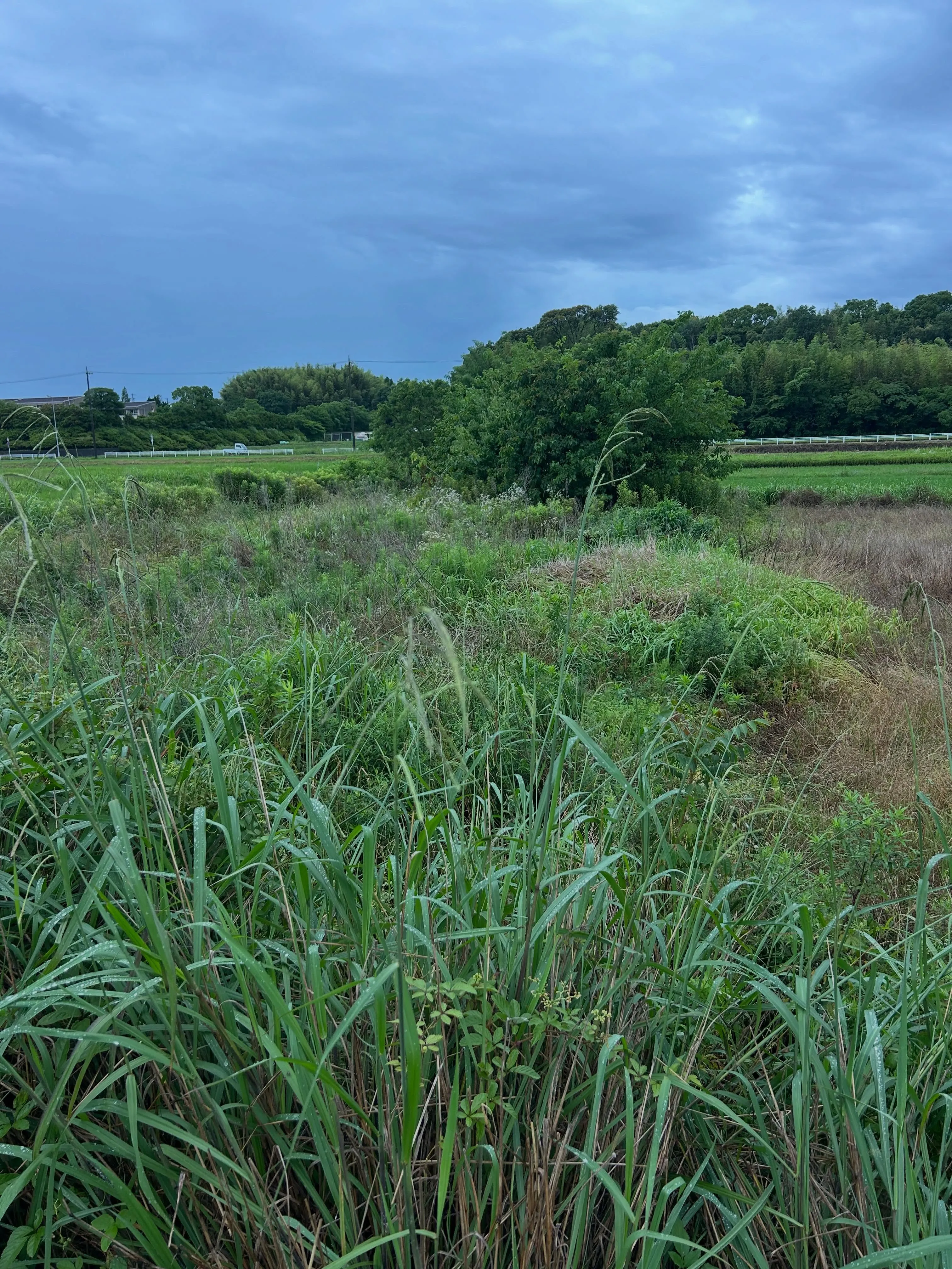 昨日、知多市の田んぼで草刈りと抜根を行いました。