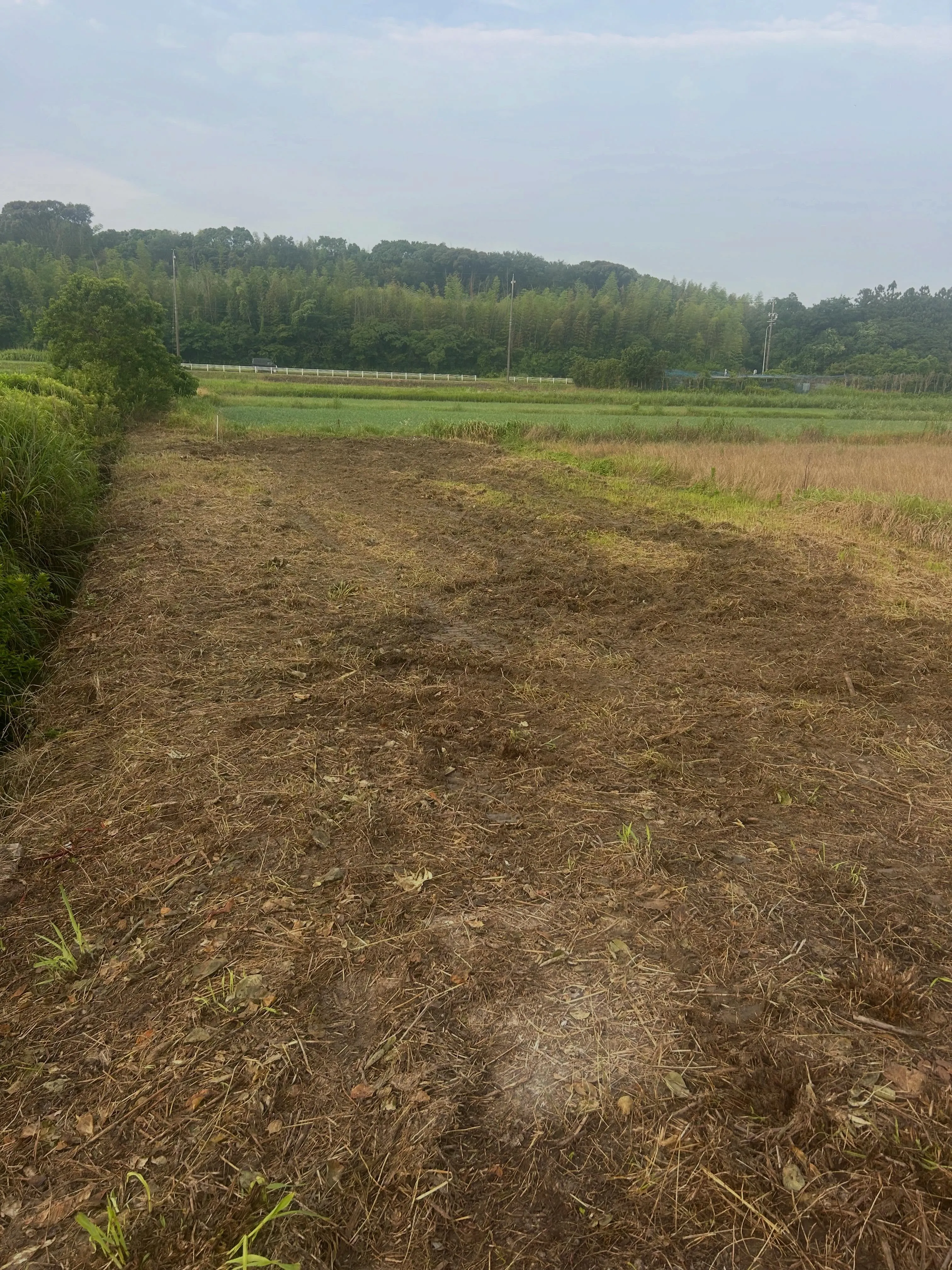 昨日、知多市の田んぼで草刈りと抜根を行いました。
