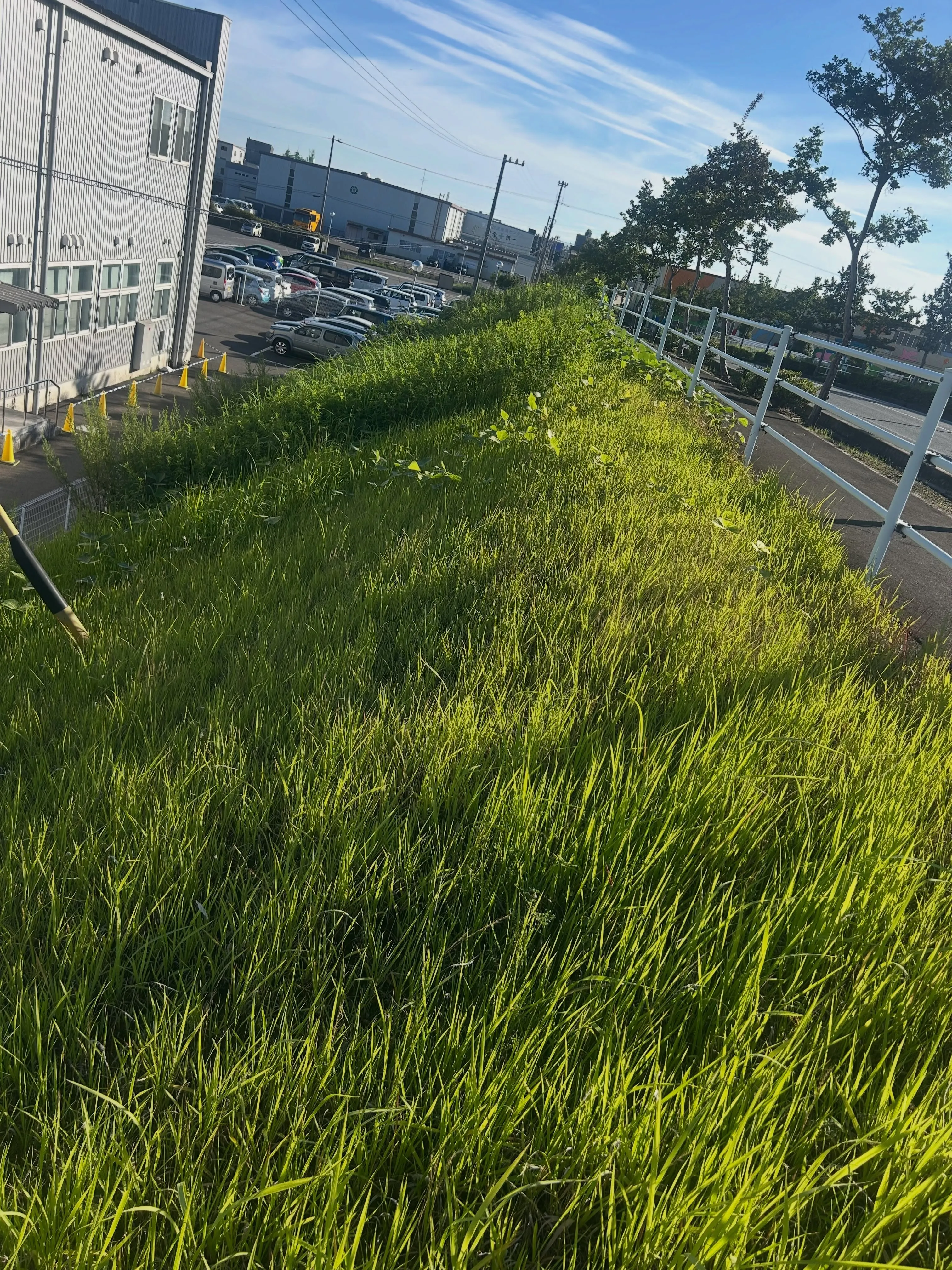 本日は、東海市の斜面での草刈り作業を行いました。