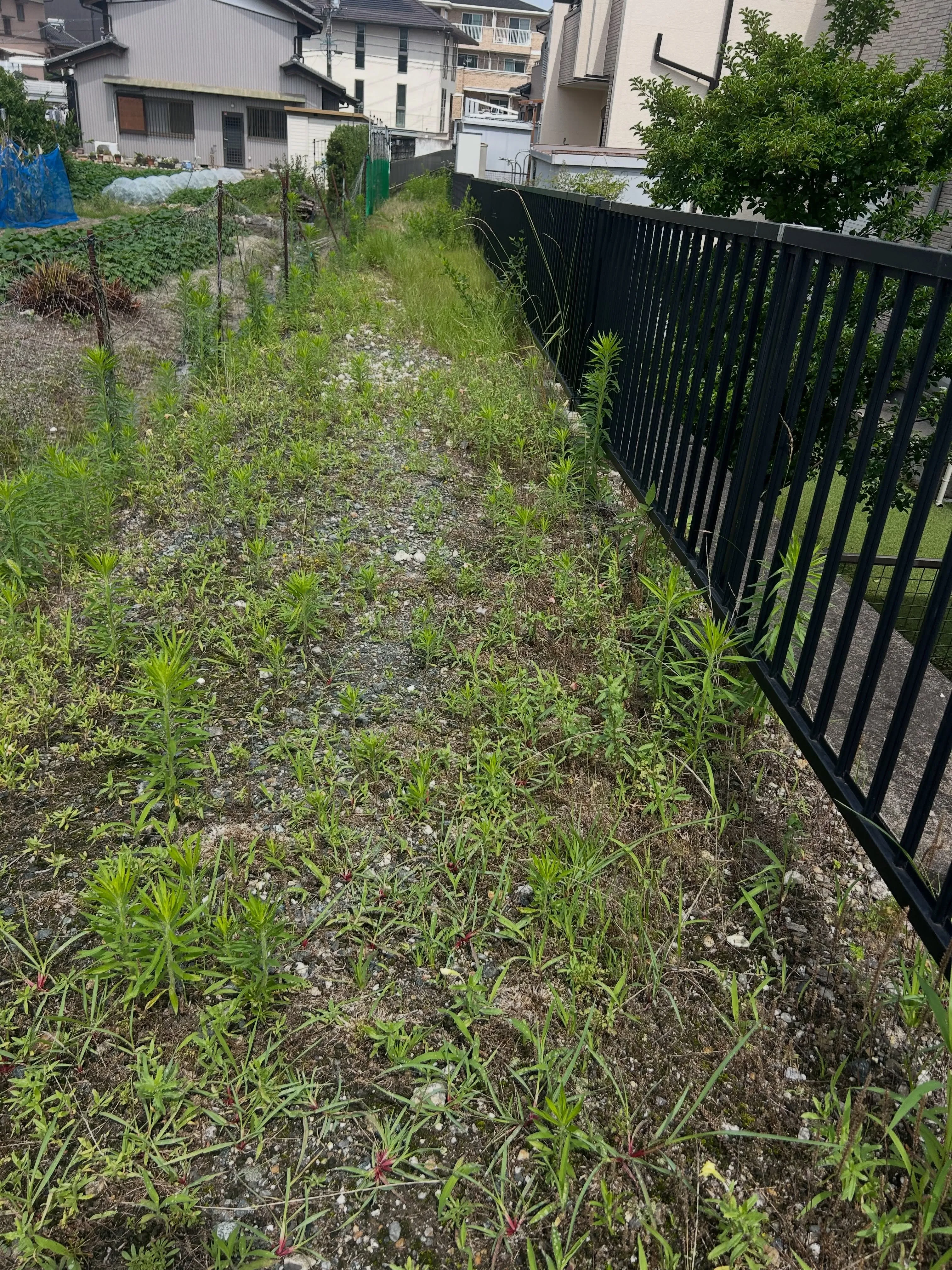 東海市の住宅街で、少し狭いスペースでの草刈りを行ってきました...