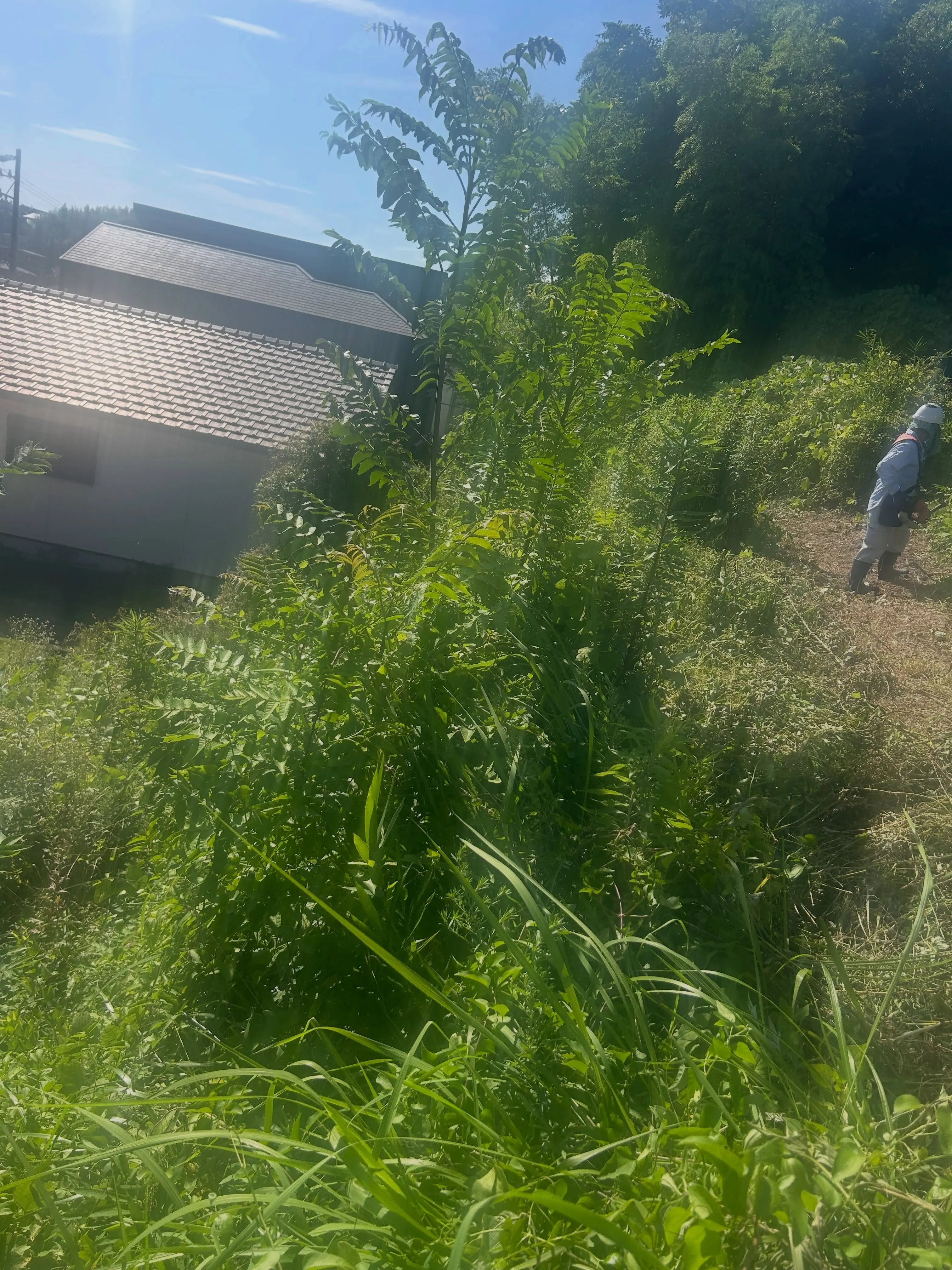 今日は東海市の草刈り作業の日でした。