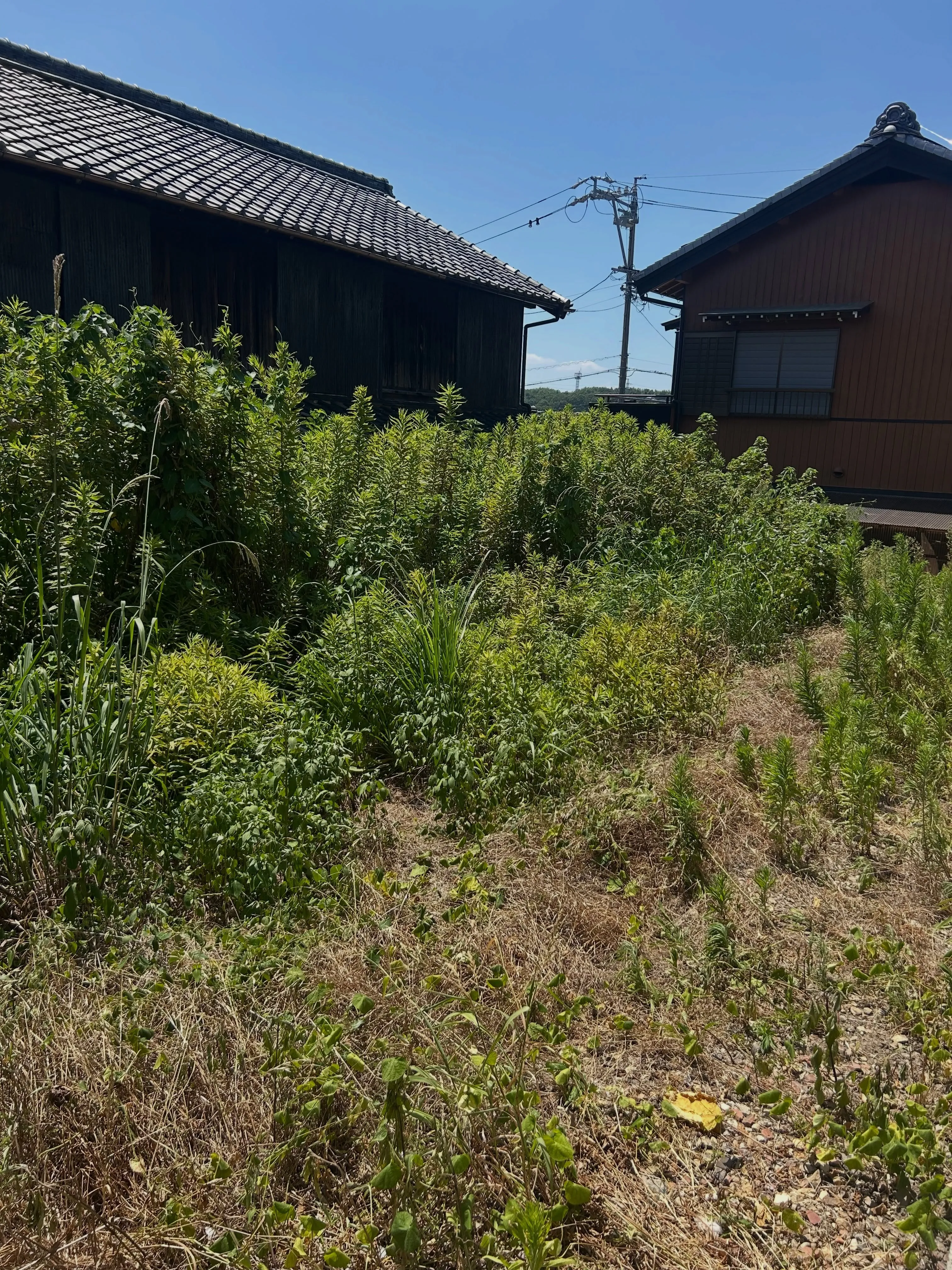 今日は常滑市のお客様宅で、お庭のお手入れと畑の草刈りを実施し...