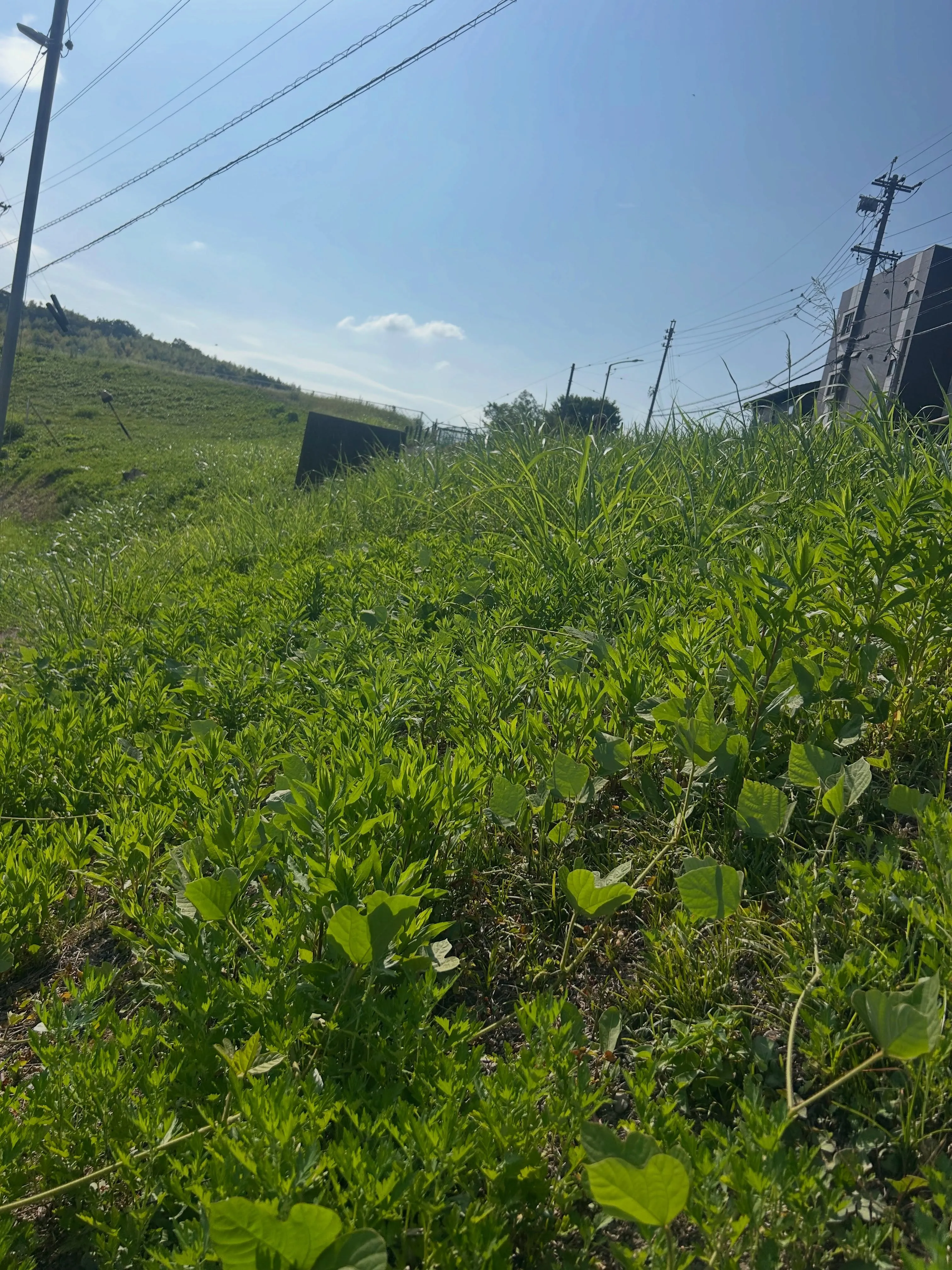 本日は東海市にて草刈りの作業を行いました。