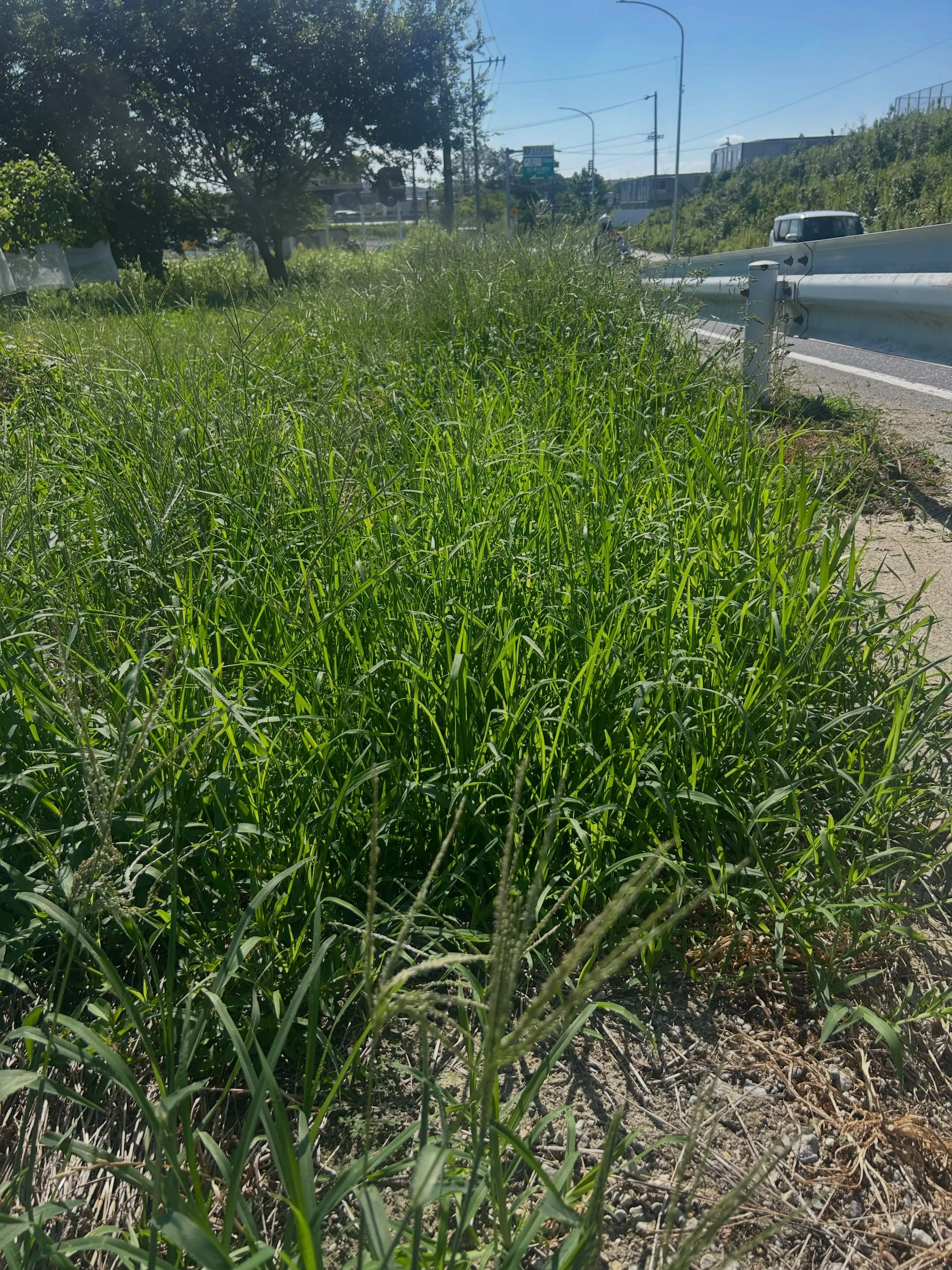 今日も東海市の交通量の多いエリアでの草刈り作業を終えました。
