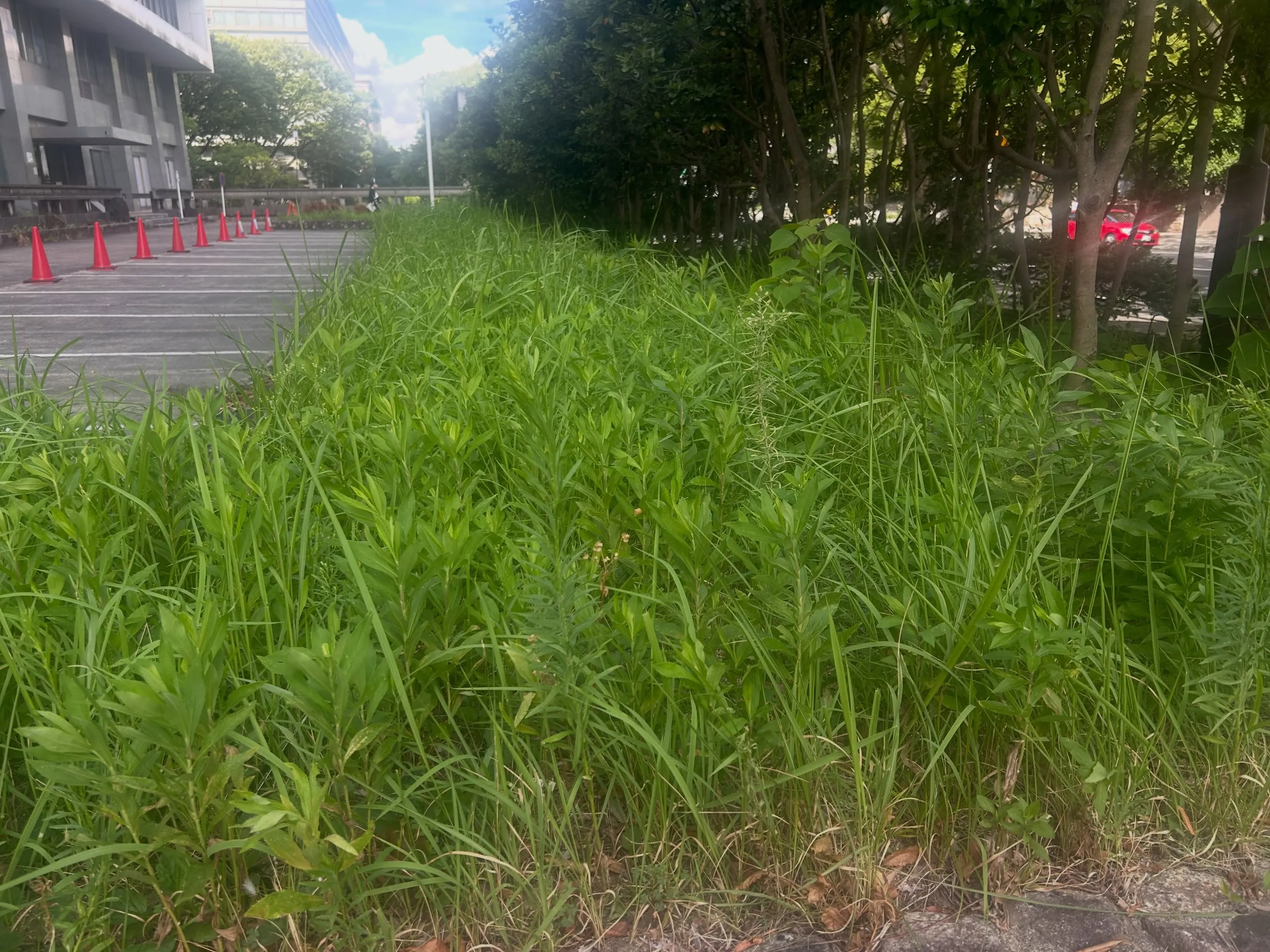 本日は名古屋市にあります愛知県庁西庁舎敷地内の草刈りを行いま...