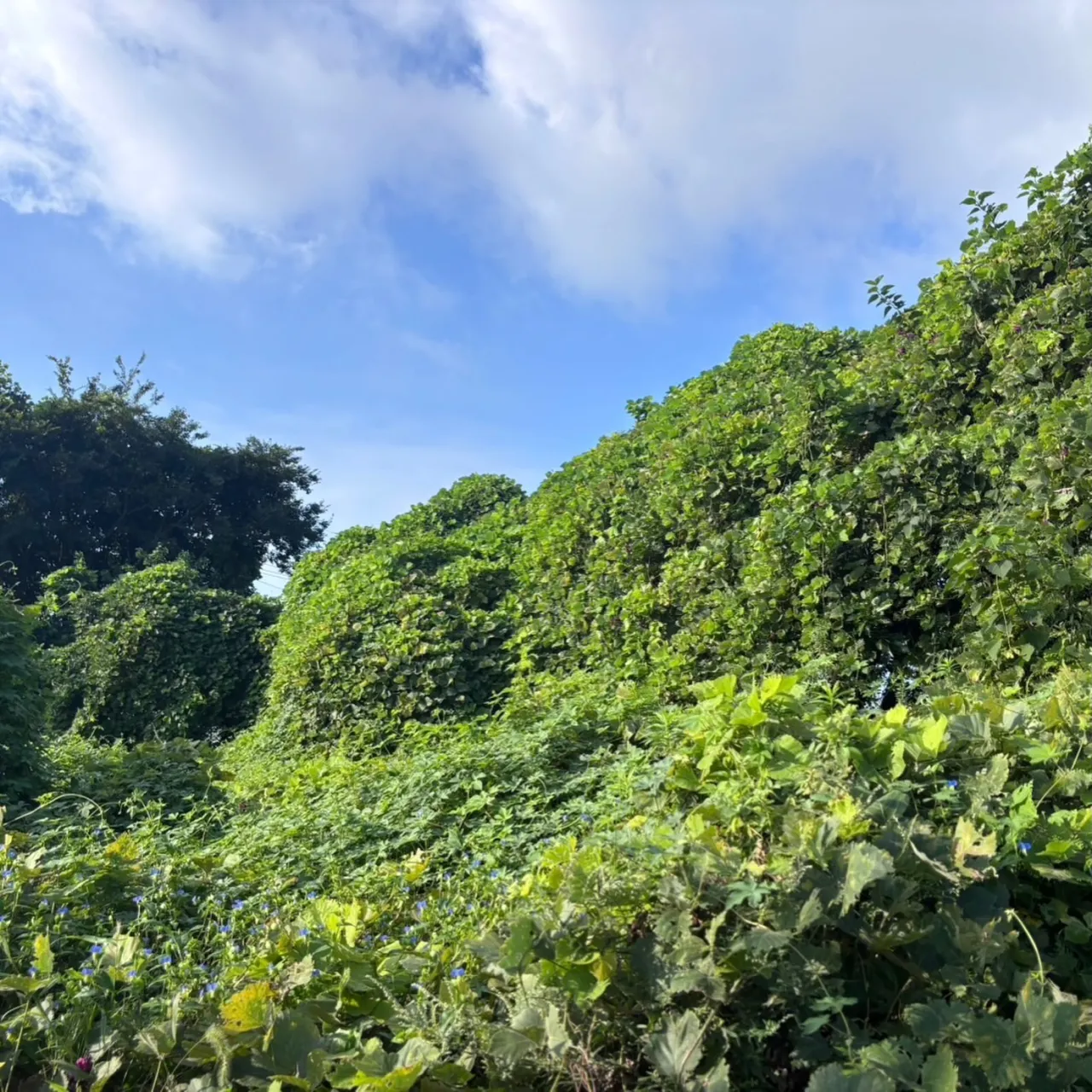 知多市で草刈り、伐採、抜根のご依頼をいただきました。