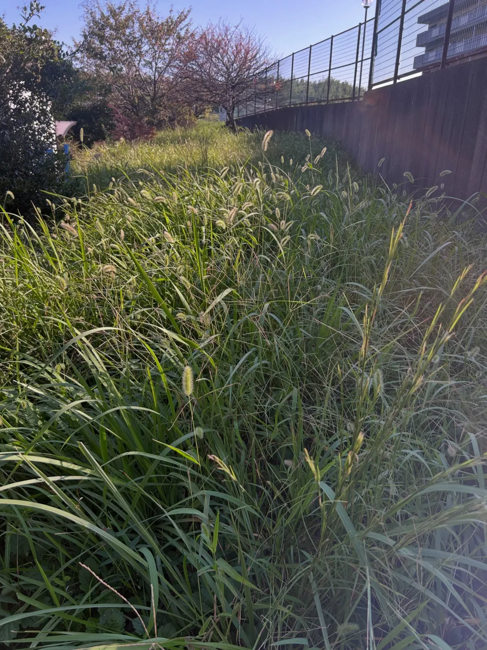 本日は東海市で草刈りを進めてきました。