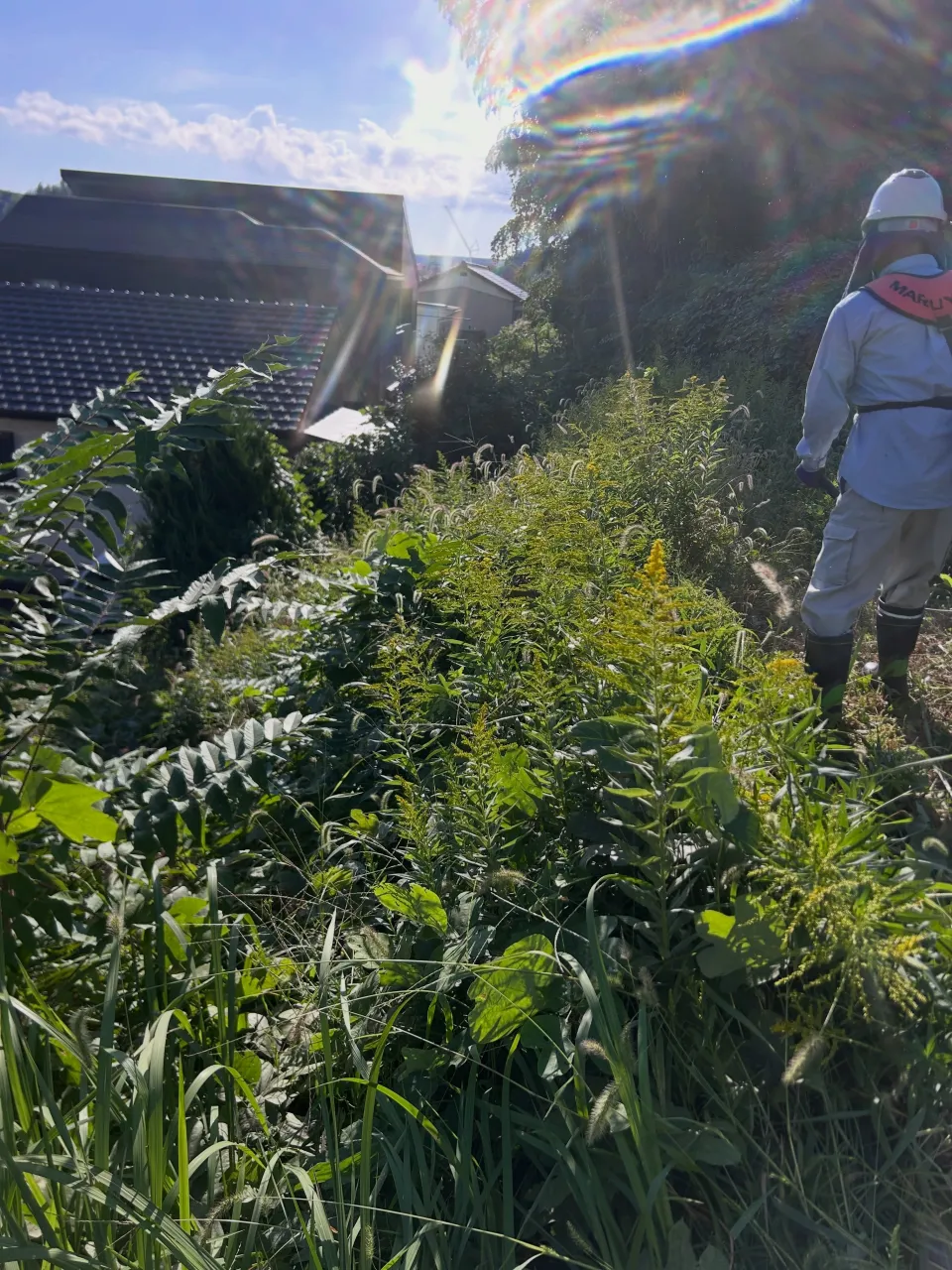 昨日は東海市での草刈りに取り組みました。