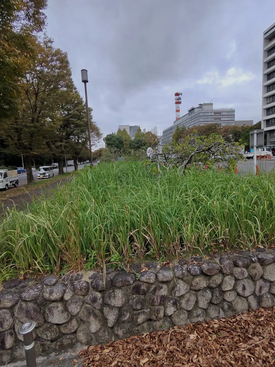 本日は、愛知県庁の草刈りを行いました。