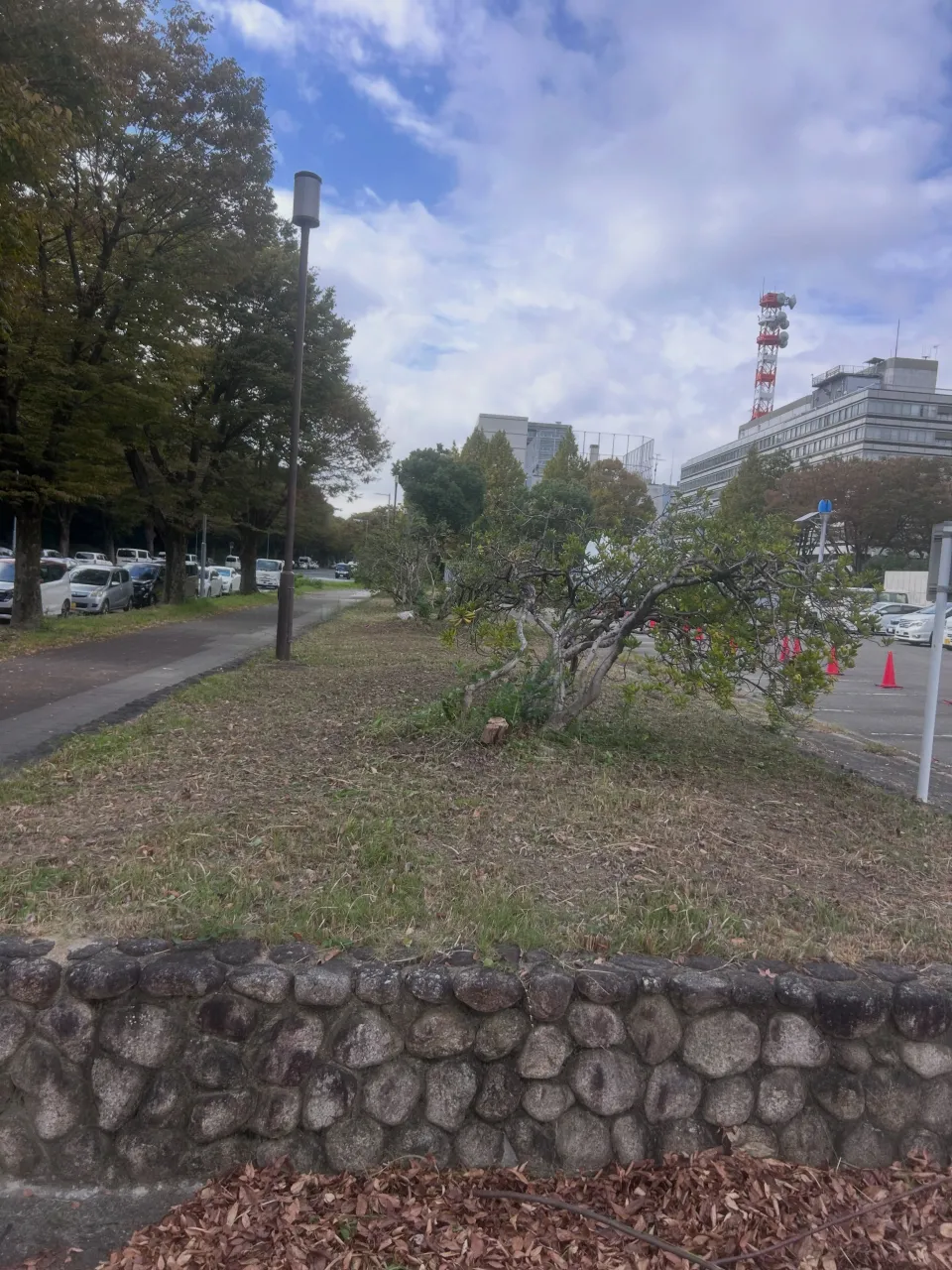本日は、愛知県庁の草刈りを行いました。