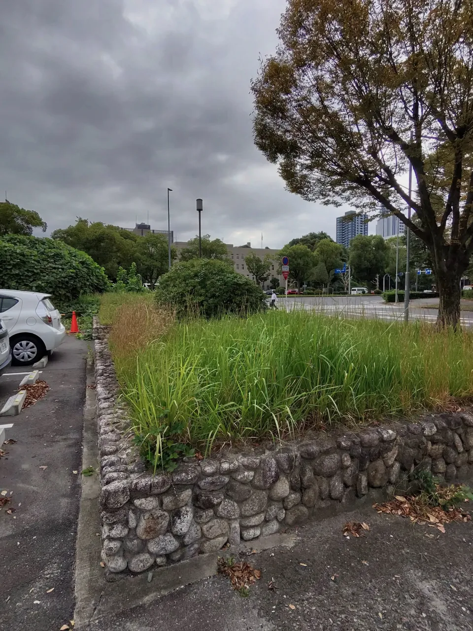 本日は、愛知県庁の草刈りを行いました。