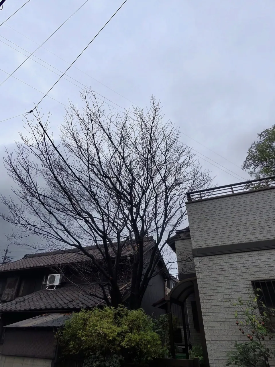 昨日は東海市で、お宅にある桜の木と柿の木の剪定を行いました。