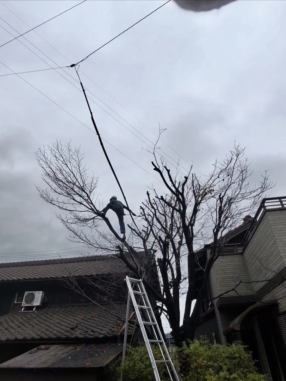 昨日は東海市で、お宅にある桜の木と柿の木の剪定を行いました。