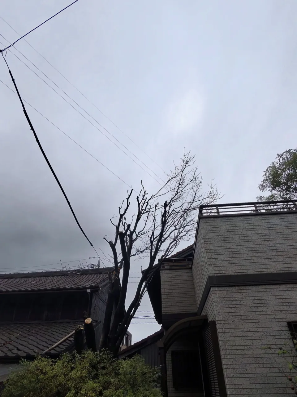 昨日は東海市で、お宅にある桜の木と柿の木の剪定を行いました。